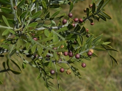 Schinus lentiscifolia