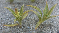 Stillingia spinulosa