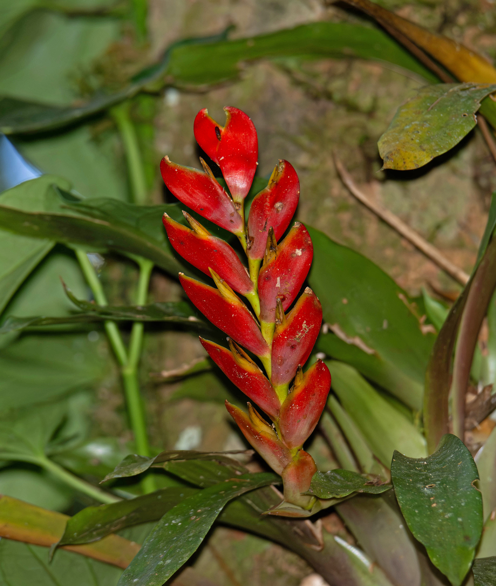 Vriesea heterostachys
