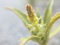 Stillingia spinulosa