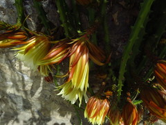 Selenicereus hamatus