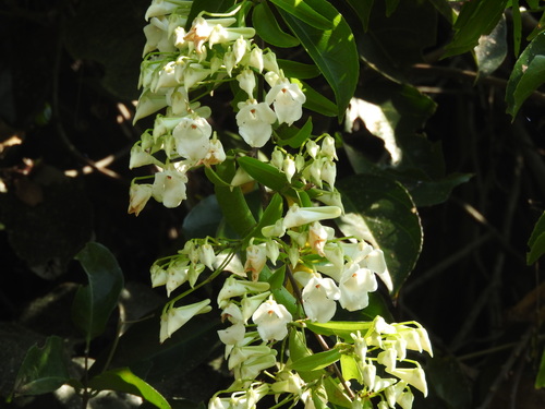 Calyptrion arboreum (Calyptrion arboreum)