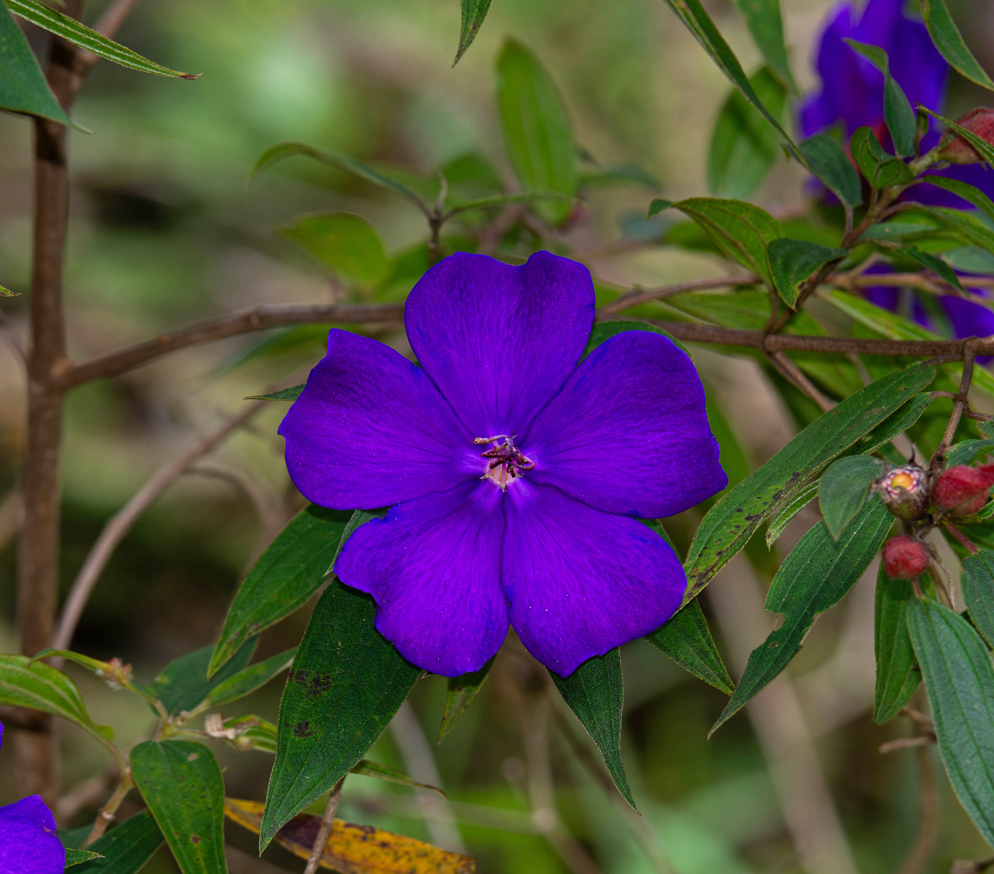 Pleroma fothergillae