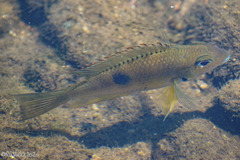 Thorichthys panchovillai