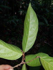 Ampelocera macrocarpa