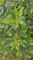 Rhododendron simsii