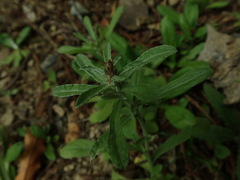 Gamochaeta antillana