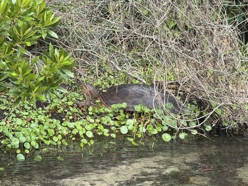 Apalone ferox