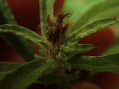 Gamochaeta antillana