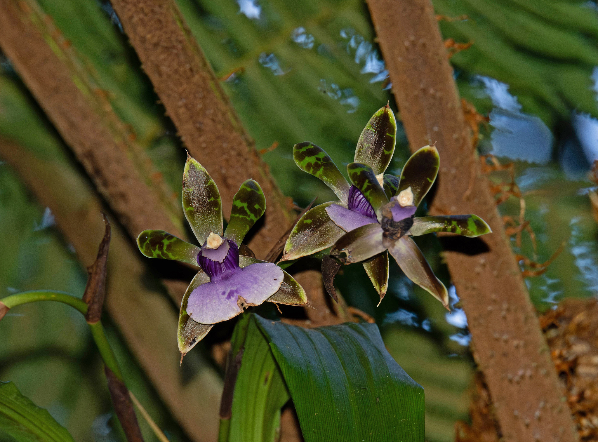 Zygopetalum maxillare