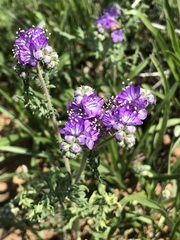 Phacelia popei