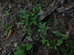 Gamochaeta antillana