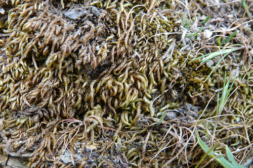 Scleropodium touretii observed 2026-05-09