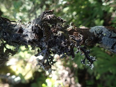 Pseudocyphellaria granulata