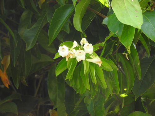 Calyptrion arboreum (Calyptrion arboreum)