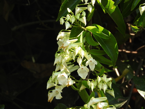 Calyptrion arboreum (Calyptrion arboreum)