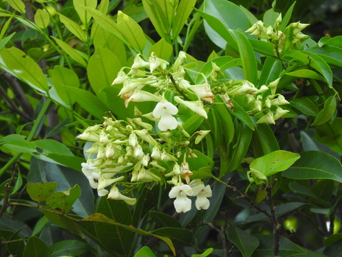Calyptrion arboreum (Calyptrion arboreum)