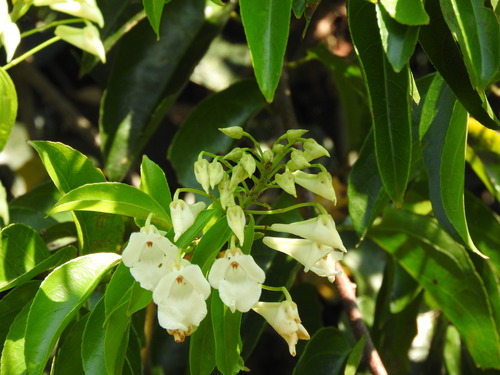 Calyptrion arboreum (Calyptrion arboreum)