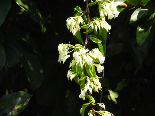 Calyptrion arboreum (Calyptrion arboreum)