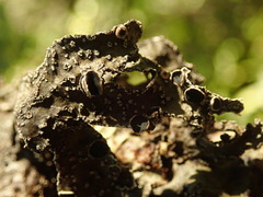 Pseudocyphellaria granulata