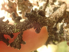 Pseudocyphellaria granulata