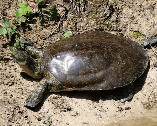 Pallid Spiny Softshell observed by jcat