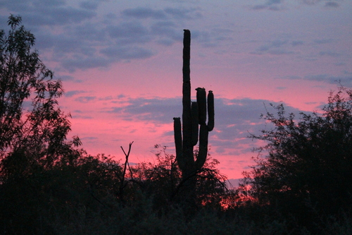 Saguaro