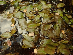 Potamogeton suboblongus