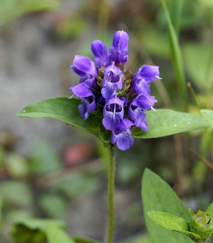 Prunella
