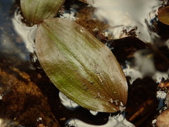 Potamogeton suboblongus