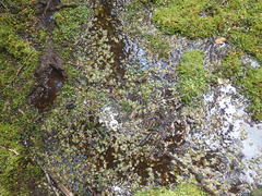 Potamogeton suboblongus