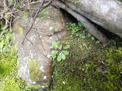 Craspedia minor minor