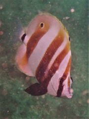 Coradion chrysozonus