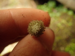 Craspedia minor minor