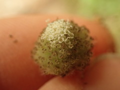 Craspedia minor minor