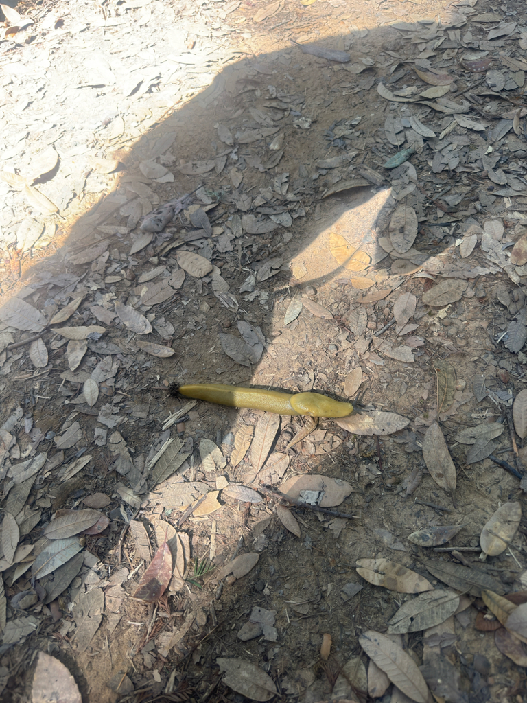 California Banana Slug from Dean Trail, Woodside, CA, US on May 11 ...