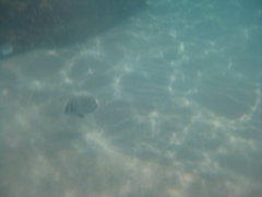 Acanthurus leucopareius