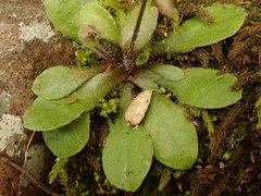 Craspedia minor minor