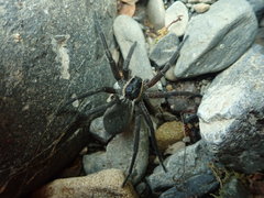 Dolomedes aquaticus