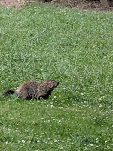 Groundhog observed by danpiasecki8