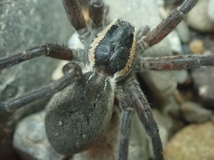 Dolomedes aquaticus