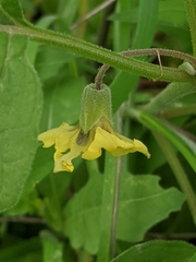 Physalis mollis