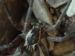 Dolomedes aquaticus