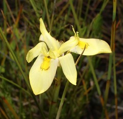 Moraea anomala