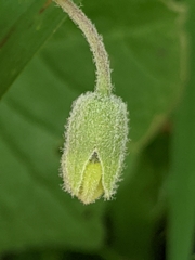 Physalis mollis