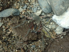 Dolomedes aquaticus