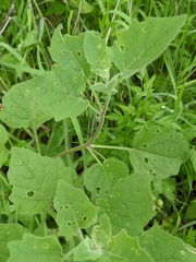 Physalis mollis