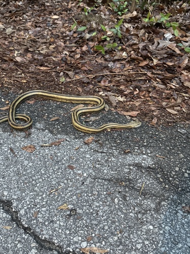 Eastern Ratsnake observed by dapfahler