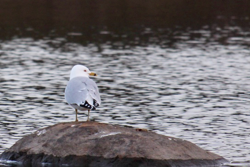 Ring-billed Gull observed by tuffmax2