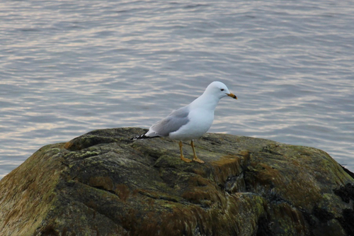 Ring-billed Gull observed by tuffmax2